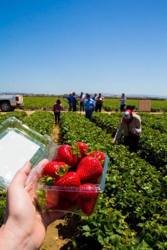 california strawberry farm tour \\ immaEATthat.com