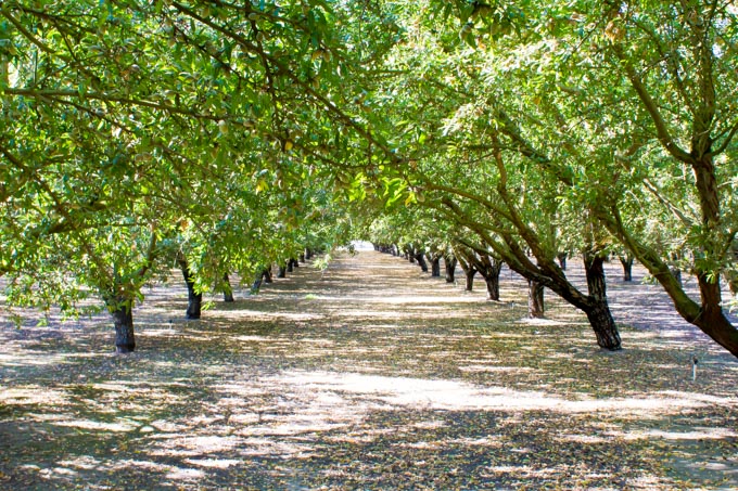 almond orchard | immaEATthat.com